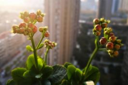长寿花打顶与摘心方法（幼年摘心成苗打顶）