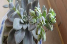 鱼池淤泥可用作饲料作物肥