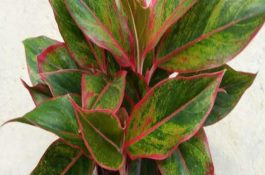 早春三大鱼病的防治