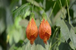 利用沼渣沼液养殖泥鳅