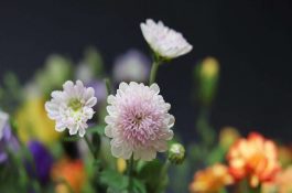 墨斗鱼干的制作方法
