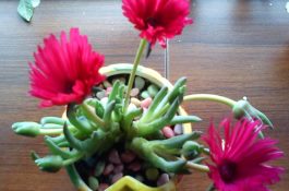 泗麦1108（小麦）