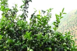 南美白对虾雌虾产卵及孵化