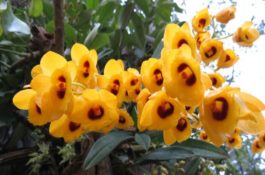 观赏鱼疾病治疗4例