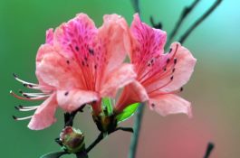杜鹃花花苞干了怎么办 杜鹃花花苞干了怎么办