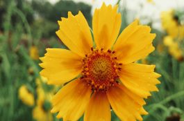 如何判断水稻缺锌？