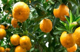 成鱼池套养土鲶鱼的管理技术