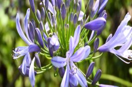 初生雏鹅雌雄鉴别四法