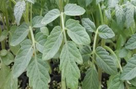 快速培育泥鳅苗 -（泥鳅养殖业）