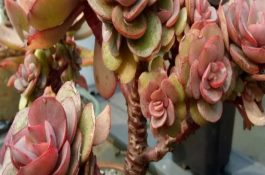 如何减少黄鳝发病？