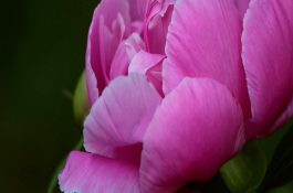 闽审稻2008G02