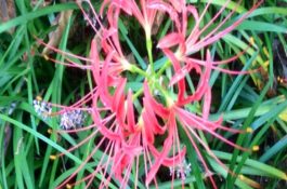 蛋鸭养殖“八忌”