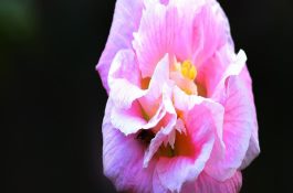 鳗鲡产业发展存在的问题及对策建议