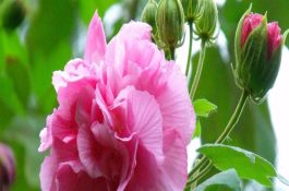 水稻可喷乙烯利促早熟