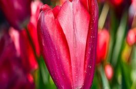 郁金香能在阳光下晒吗 郁金香能在阳光下晒吗