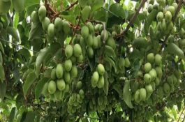 北方机插水稻大棚育秧技术