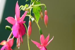 大雪前后小麦越冬如何管理