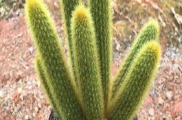 荷包牡丹虾