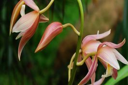 棉花田药害的发生及补救措施