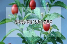 鱼虾混养病害少