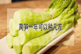 莴笋一年可以种几茬 莴笋一年可以种几茬