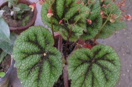 玉米种子大民338号-普通玉米