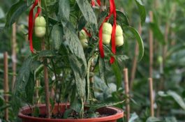 慎买七种河蟹苗(种)