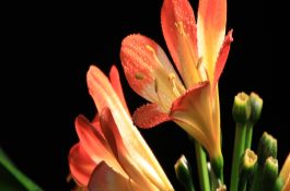 秋防鱼类暴发出血病