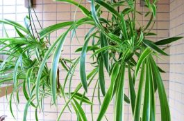 幼虾培育用水技术要求