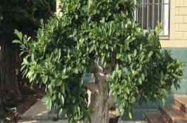 盛夏如何养好虾