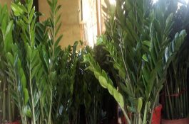 玉米缺硼的防治方法