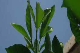 水稻栽后加强田管