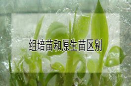 高产鹅杨州鹅