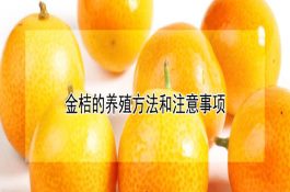放养白对虾应注意４大要点
