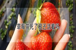 烟农19能否等到水稻收割后播种