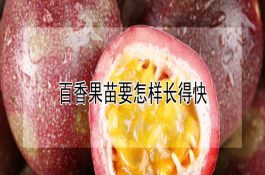 蟹爪兰落蕾的防止