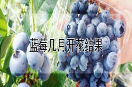 河蟹冬季塑料棚度严寒