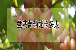 醋熘鳜鱼