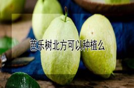 冬小麦苗期异常苗的发生和防治