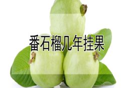 澳洲淡水龙虾的养殖技术(上)