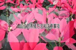 小麦冬灌要“三看一适”