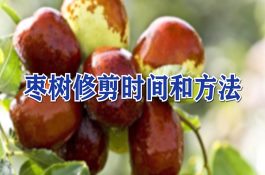 六叶香丝瓜的科学栽培技术