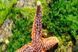 小龙虾繁殖（育苗要点）