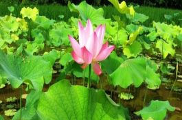 甲鱼开春后须防水霉病