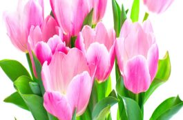 锦鲤春季病毒血症