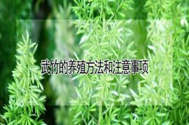 中旱3号(旱稻)