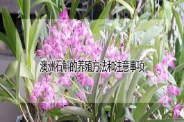 小麦返青期如何看苗追肥？