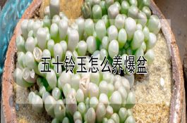 简述鱼类肝胆综合症