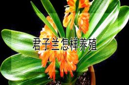 绵阳26（小麦）