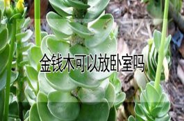 鳜鱼的养殖――苗种培育